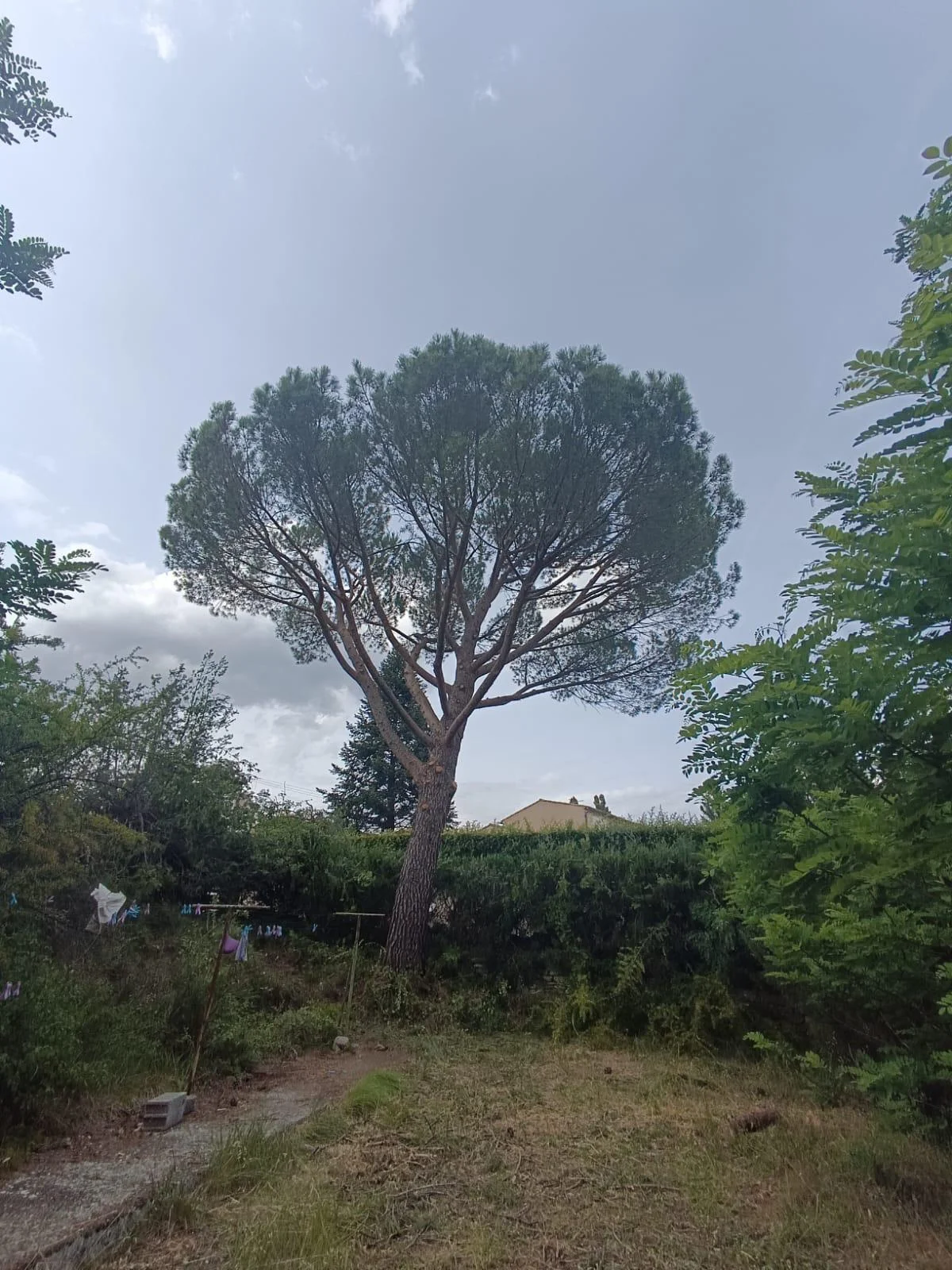 Élagage professionnel - Après intervention